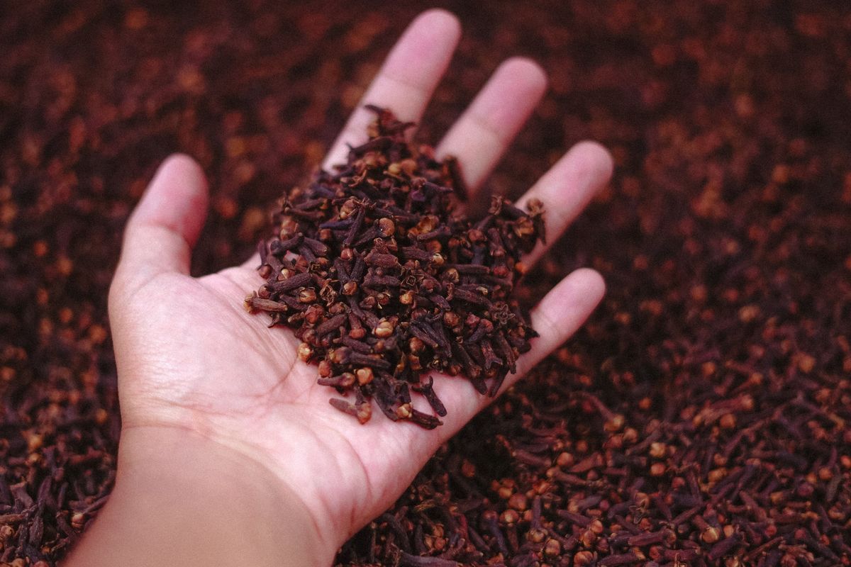 CLOVE 3